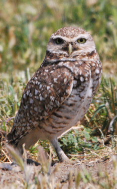 owl